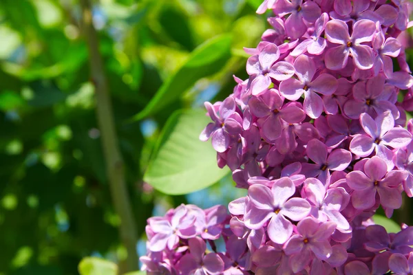 Arbusto de lilás com flores delicadas — Fotografia de Stock