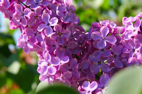 Buisson de lilas aux fleurs délicates — Photo