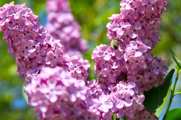 Arbusto lila con flores delicadas —  Fotos de Stock