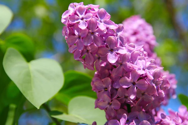 Arbusto de lilás com flores delicadas — Fotografia de Stock