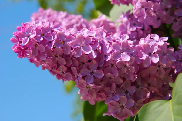 Lilac bush with delicate flowers — Stock Photo, Image
