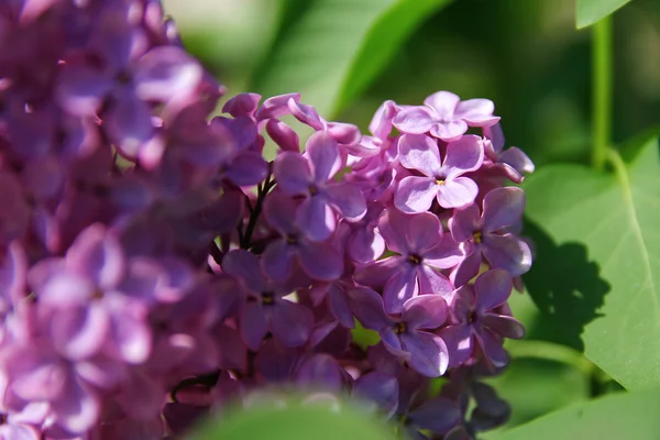Kényes virág lila bokor — Stock Fotó