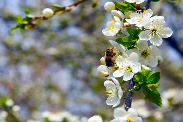 Blooming apple trees — Stock Photo, Image