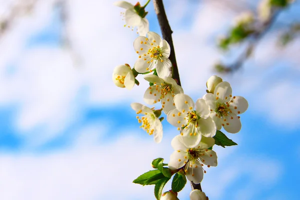 Floração árvores de maçã — Fotografia de Stock