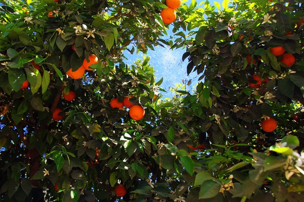Grapefruit tree in the sky — Stock Photo, Image
