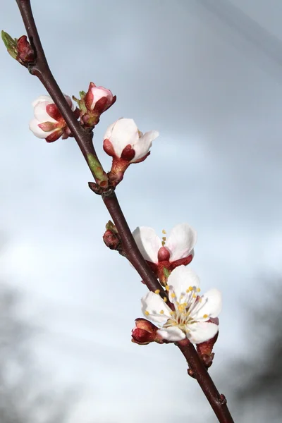 Blommande aprikoser — Stockfoto