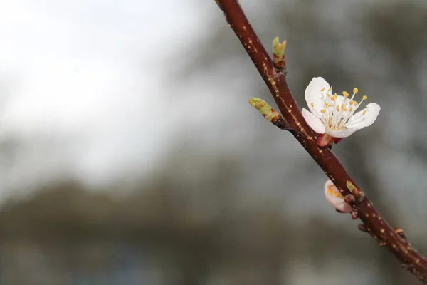 Kayısı bloom