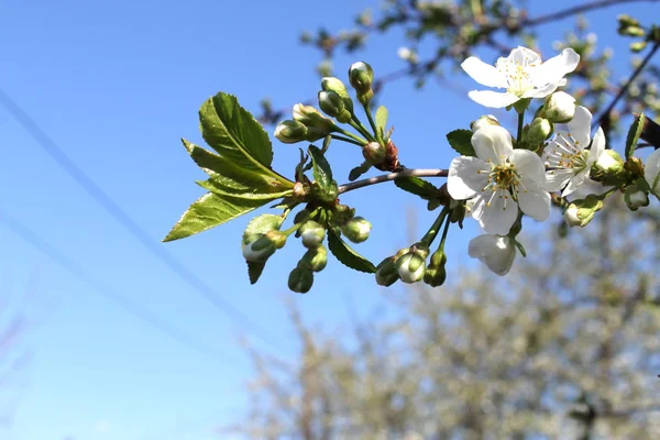 Ramo di ciliegio in fiore — Foto Stock