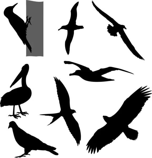 Πουλιά σιλουέτες - διάνυσμα — Διανυσματικό Αρχείο