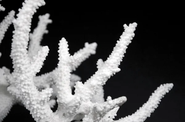 Coral seco — Fotografia de Stock