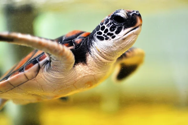 Dziecko żółw — Zdjęcie stockowe