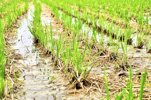 Campo de arroz — Foto de Stock