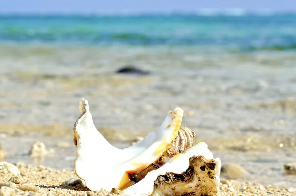 조개를 해변으로 세척 — 스톡 사진