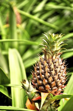 Genç ananas