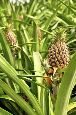 Pineapples growing on a field clipart