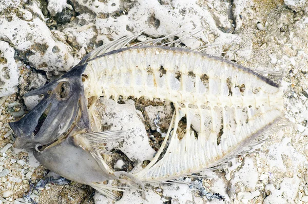 Мертва риба — стокове фото