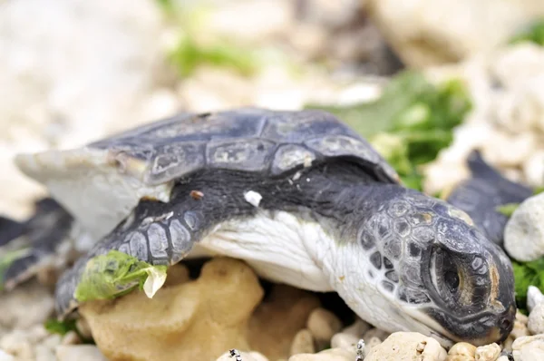 Halott csecsemő teknős — Stock Fotó