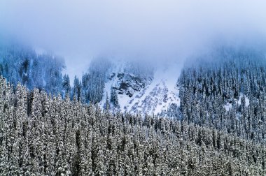 Mount rainier, kalın sis kaplı