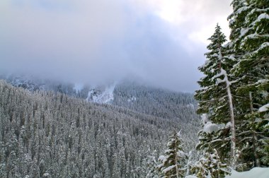 Mount rainier, kalın sis kaplı