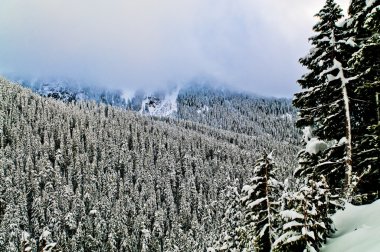 Mount rainier, kalın sis kaplı