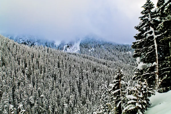 Monte Rainier cubierto de niebla gruesa —  Fotos de Stock