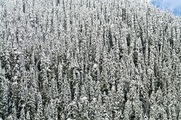 Pinos cubiertos de nieve —  Fotos de Stock