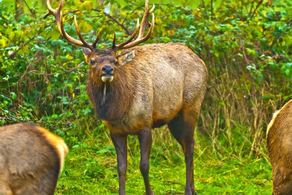 Wild Elk — Stock Photo, Image