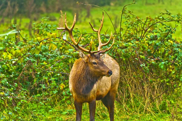 Elk Liar — Stok Foto