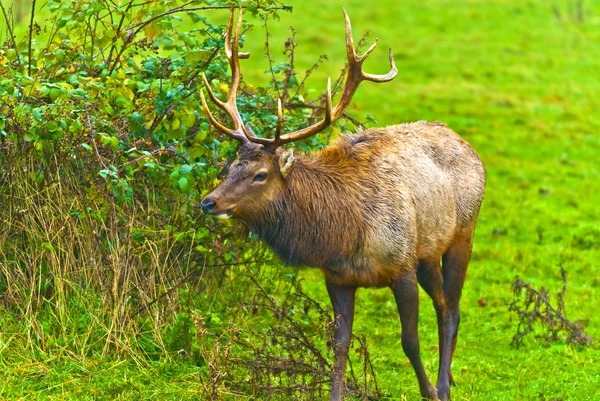 Wild Elk — Stock Photo, Image