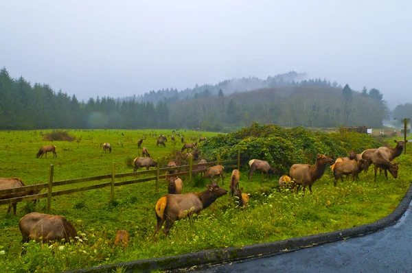 Wild Elk by the road — Φωτογραφία Αρχείου