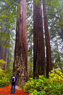 iki dev redwoods seyir kolan