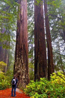 Girt looking at two giant Redwoods clipart
