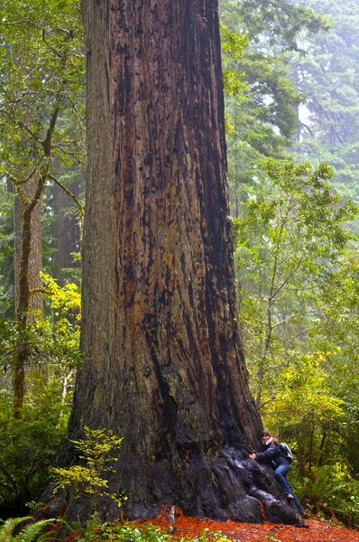 Dziewczyna próbuje przytulić redwood gigant — Zdjęcie stockowe
