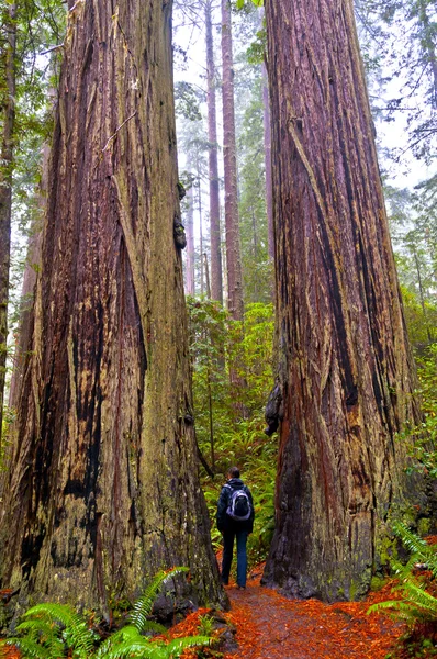 Turystyka dziewczynę stojącą między dwa gigantyczne redwood drzew — Zdjęcie stockowe
