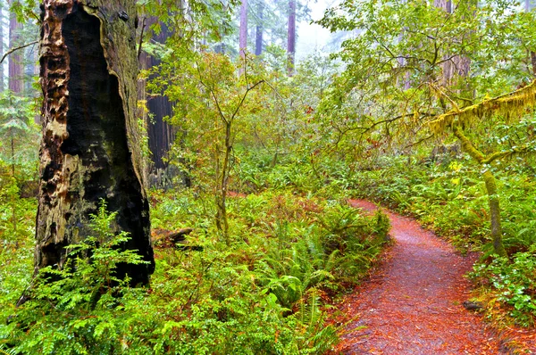 Národní park Redwood — Stock fotografie