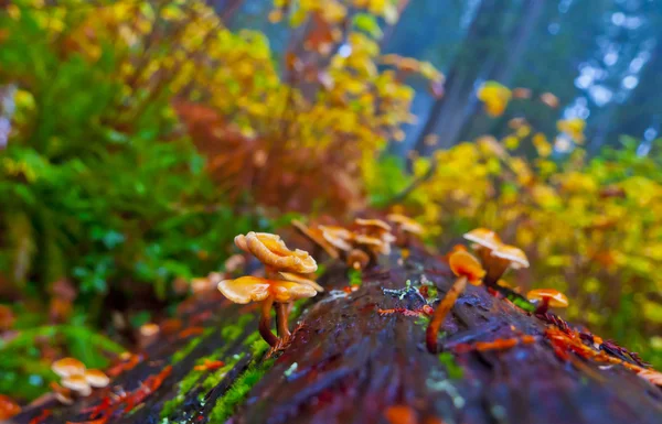 Cogumelos selvagens — Fotografia de Stock