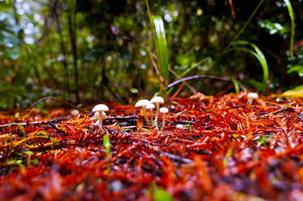 Wild Mushrooms — Stock Photo, Image