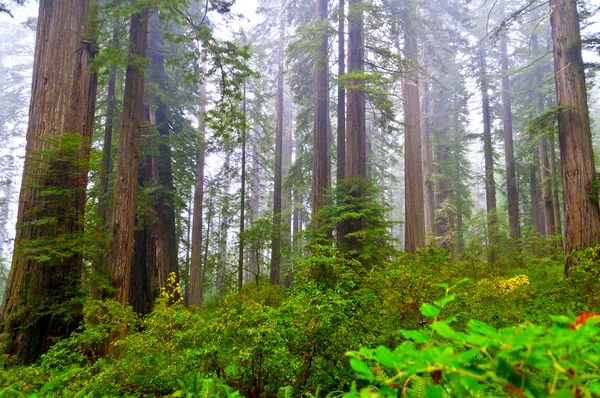 Sequoias gigantes — Fotografia de Stock