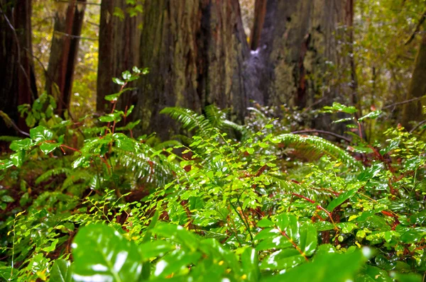 巨型红杉 — 图库照片