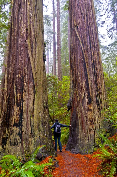 Drumeții fată în picioare între doi copaci gigant Redwood — Fotografie, imagine de stoc