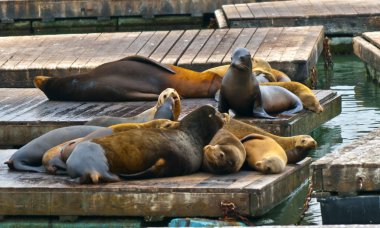 California Sea Lions clipart