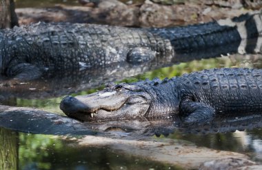 Florida timsahı