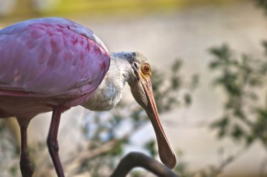 pembe Pembe kaşıkçı