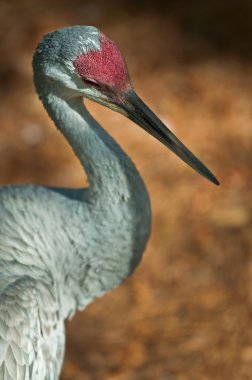 Sandhill Crane