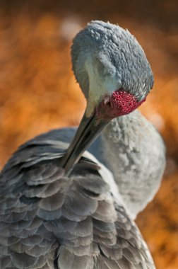 Sandhill Crane