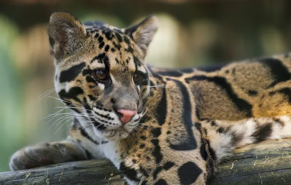 Leopardo nuvoloso — Foto Stock