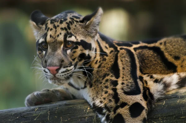 Clouded Leopard — Stock Photo, Image