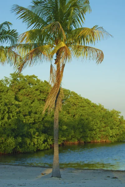 Palma kokosowa — Zdjęcie stockowe
