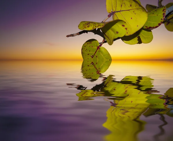 Leaves at Sunset — Stock Photo, Image
