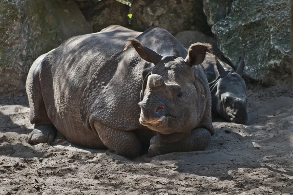 Rhino rodina — Stock fotografie